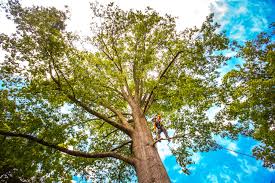 Best Storm Damage Tree Cleanup  in Kittanning, PA